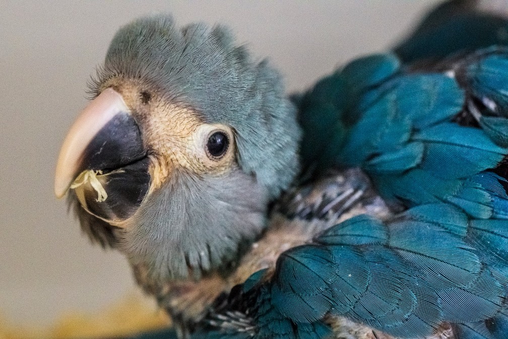 The Blue Macaw is endangered and extinct in nature. There are only 166 specimens left in the world living in captivity.