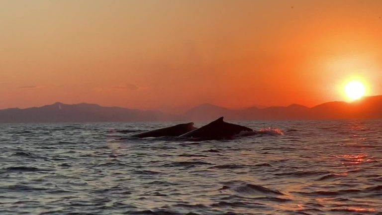 Whales are Spotted Along the Shore of Rio’s West Zone