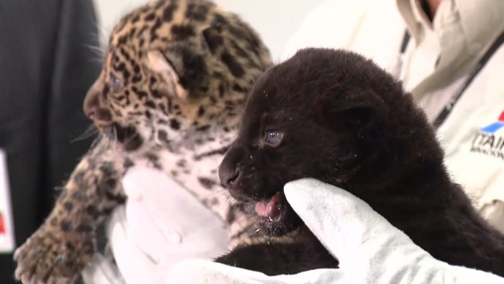 The two cubs are siblings of the jaguar Cacau, and have not yet been baptized. (Photo: GCN)