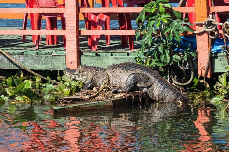 Brazilian Caimans: From the war Against Leather Workers to Legal Breeding Grounds