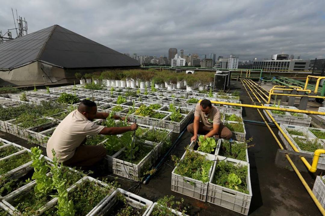 Shopping Eldorado is just one of the many shoppings around São Paulo which use their rooftops to create gardens and produce food