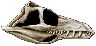 Digital reconstruction of the skull found in Acre. (Photo internet reproduction)