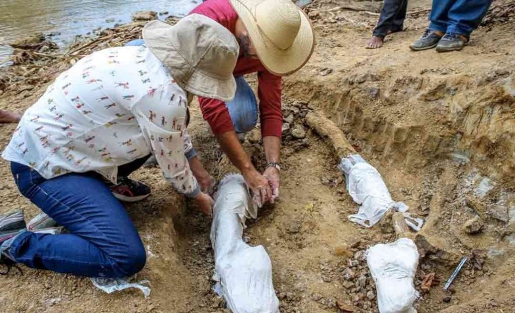 According to the researcher, the fragment found is a jaw that makes up the skull of a Purussaurus. (Photo internet reproduction)