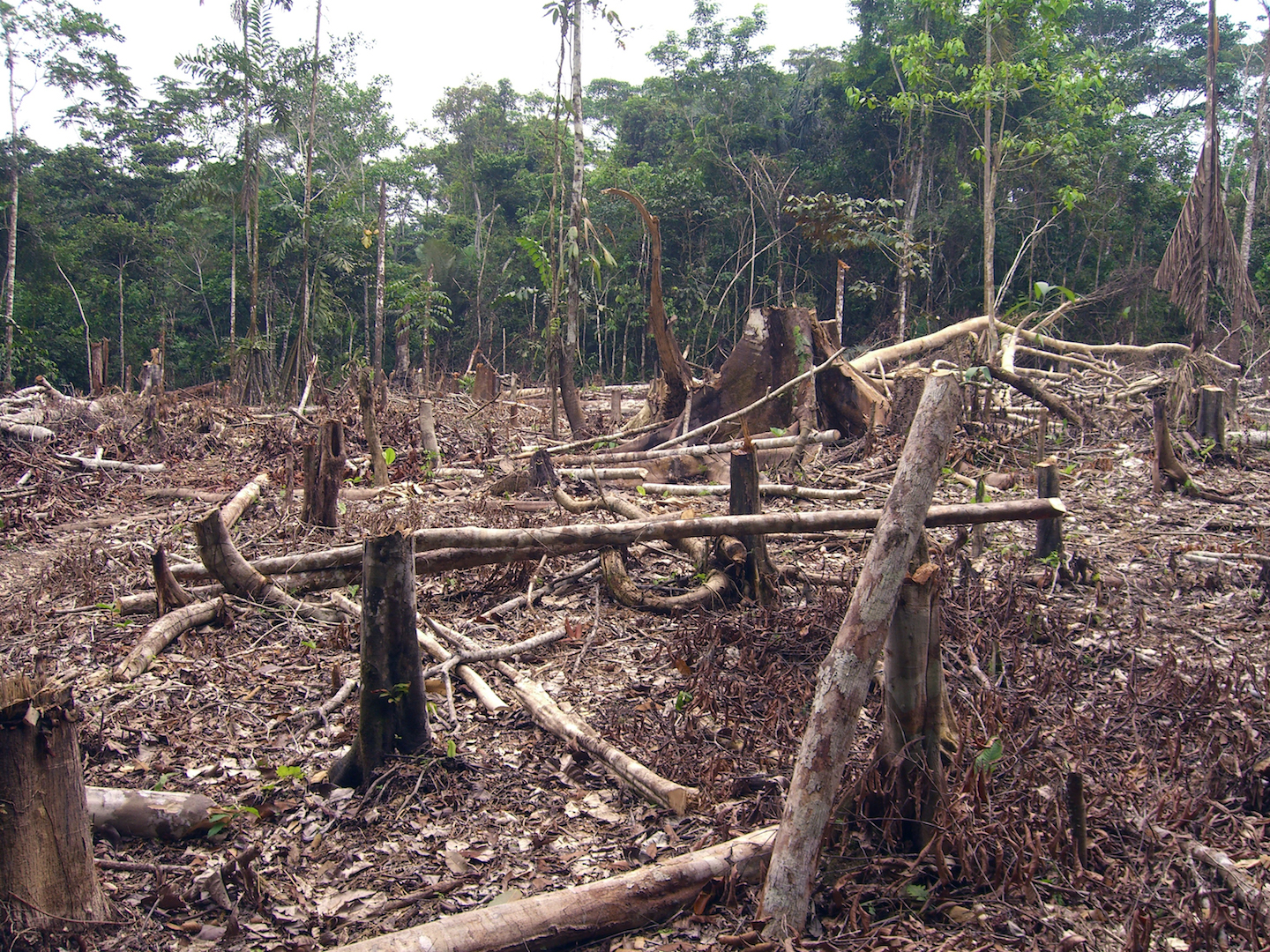 Brazil, Amazon,Deforestation in Amazon region was 88 percent greater in June of 2019 than in June of 2018