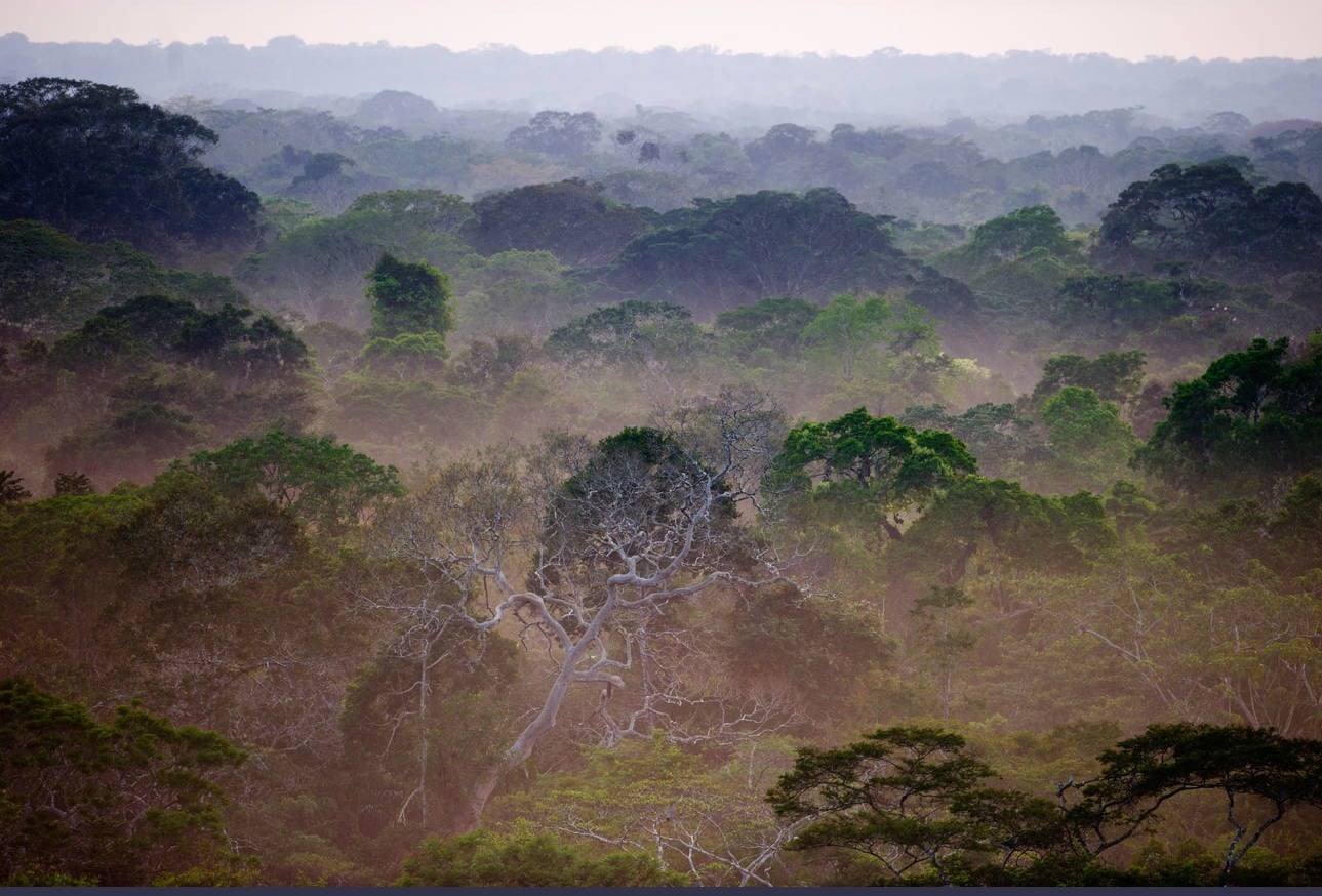 View across canopy of Amazonian rainforest at dawn Tambopata Peru