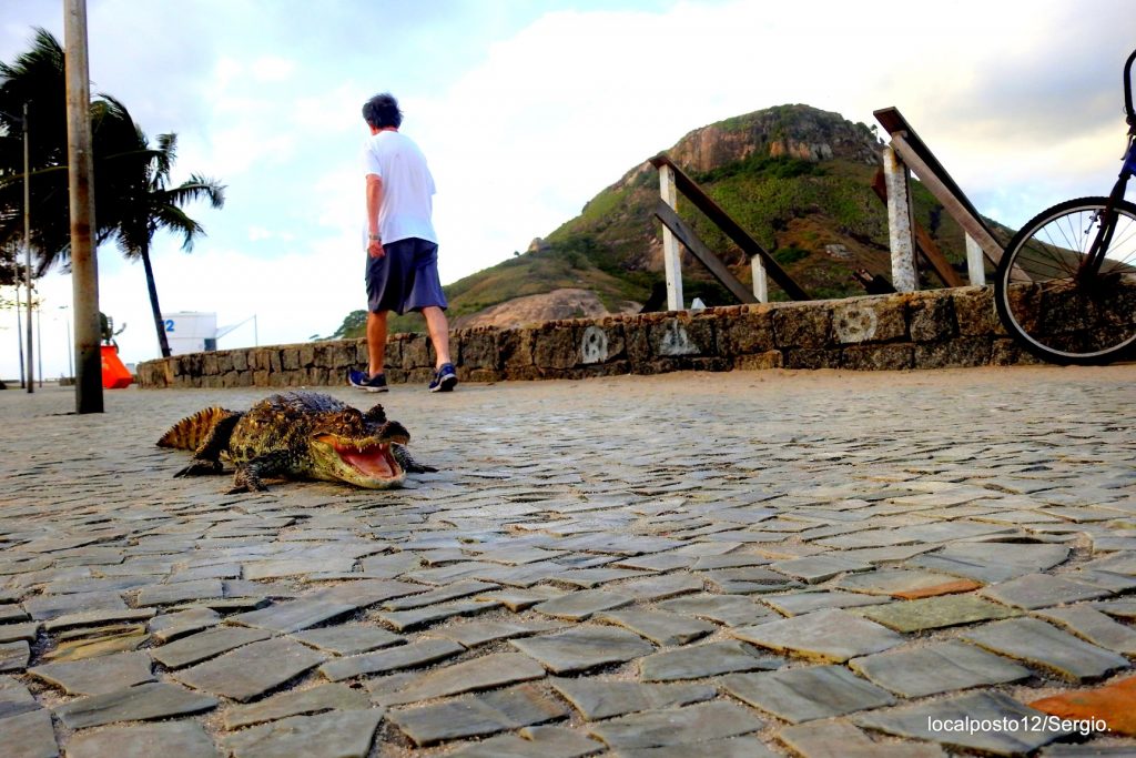 The animals can be seen on the boardwalk and next to water hyacinths (an aquatic plant that has taken over Rio's beaches).