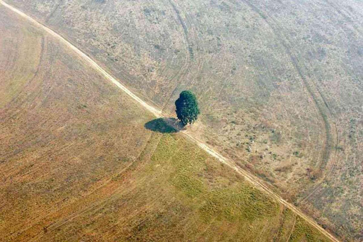 Deforestation