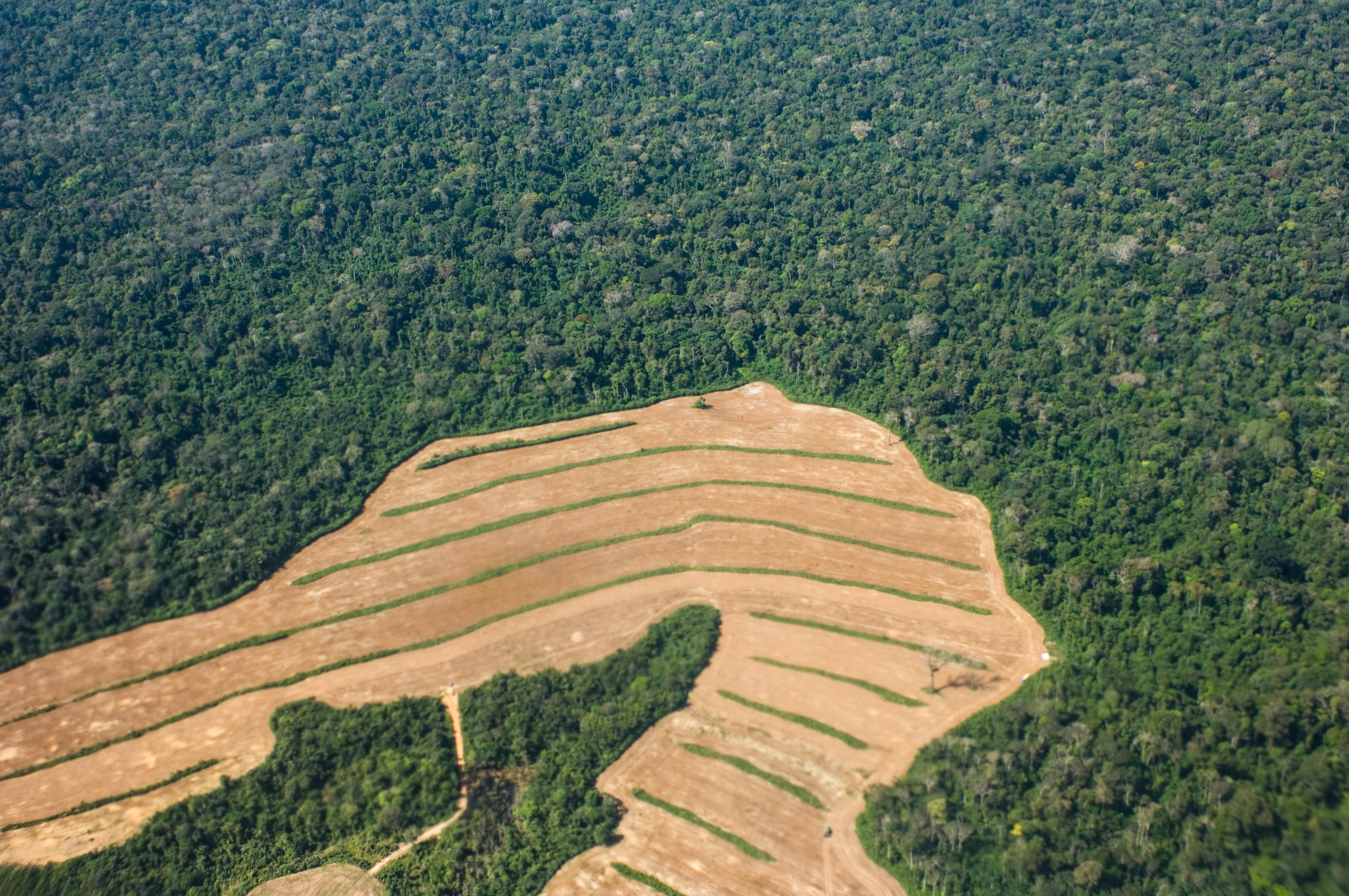 Para State, Brazil. Newly cleared land for growing soya in area of rainforest near the Tapajos river.