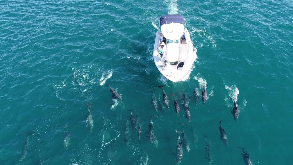 A group of over 500 dolphins is spotted in the sea at Copacabana beach, in the South Zone of Rio - Photo: Reproduction/TV Globo
