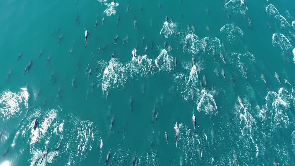 Researchers had never seen such a large group of dolphins swim together. The rare event took place on the banks of Copacabana, Rio de Janeiro - Photo: Reproduction/TV Globo
