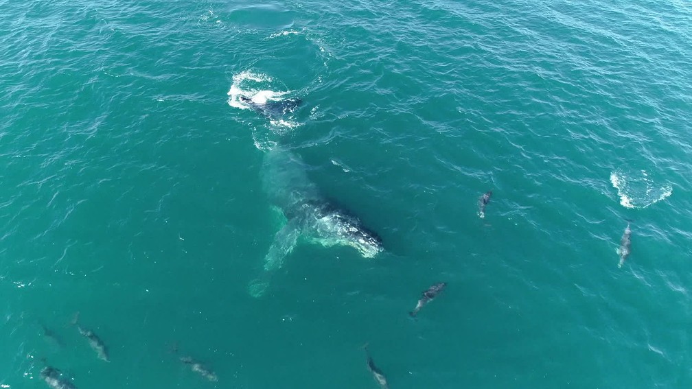 The dolphins followed the researchers' boat and, during the tour, they came across a humpback whale and played with it in the open sea - Photo: Reproduction/TV Globo