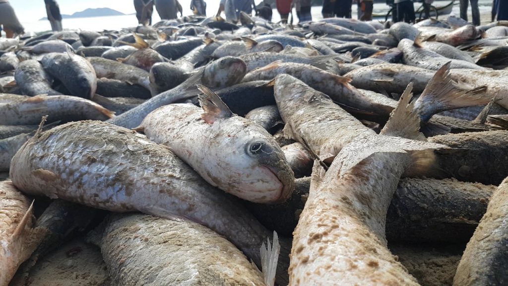 Fishermen are celebrating. Each mullet is sold for approximately R$20.00 (US$5.00), which secures a small income for each of the 30 fishermen involved in this Sunday's catch.