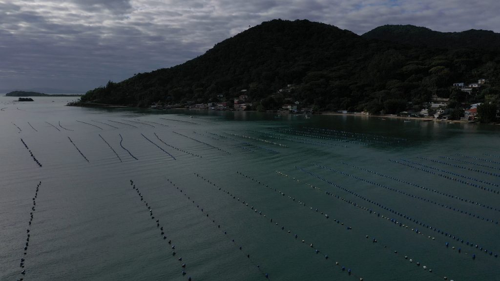 80 percent of Florianópolis Oyster production goes to São Paulo. (Photo Ricardo Wegrzynovski)