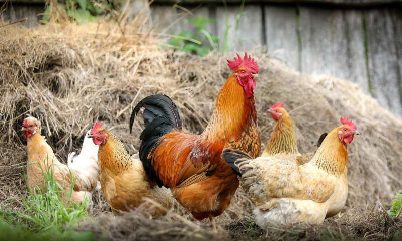 June saw poultry exports reaching 386,200 tonnes, up 64 percent from a year ago. The increase in revenue was 76.6 percent year-over-year, to US$ 639,600 million.