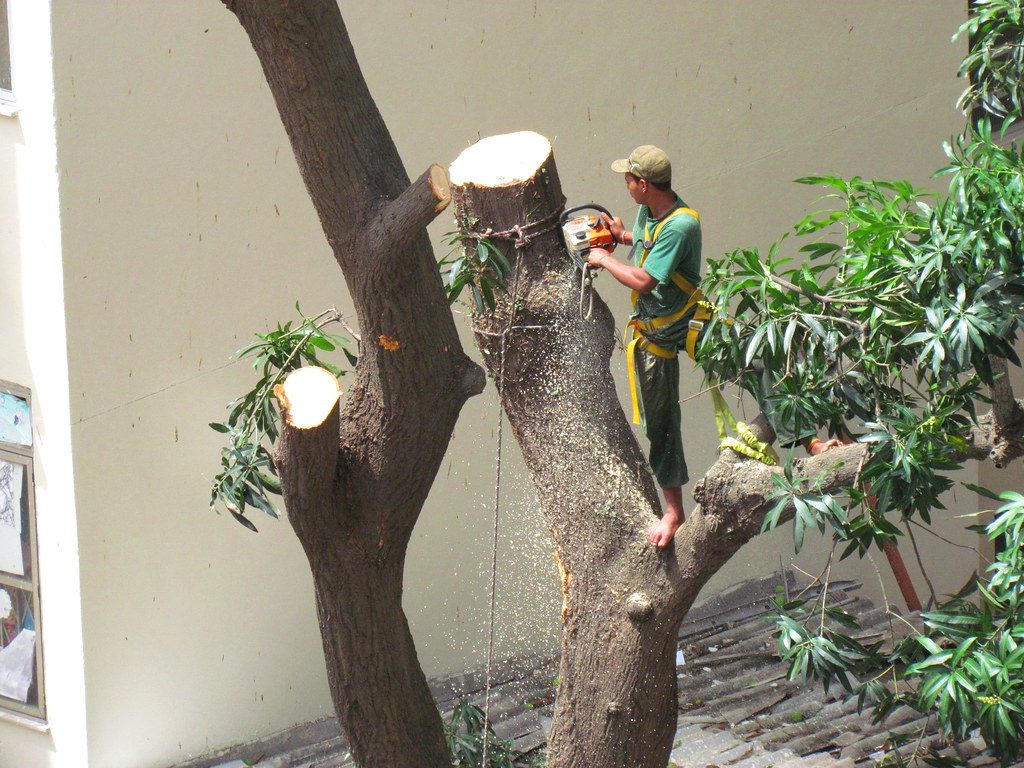 The storms in February and April knocked down over 300 trees in the city. (Photo: internet reproduction/G1)