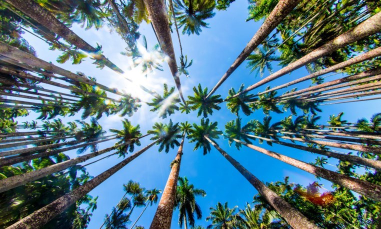 Trees