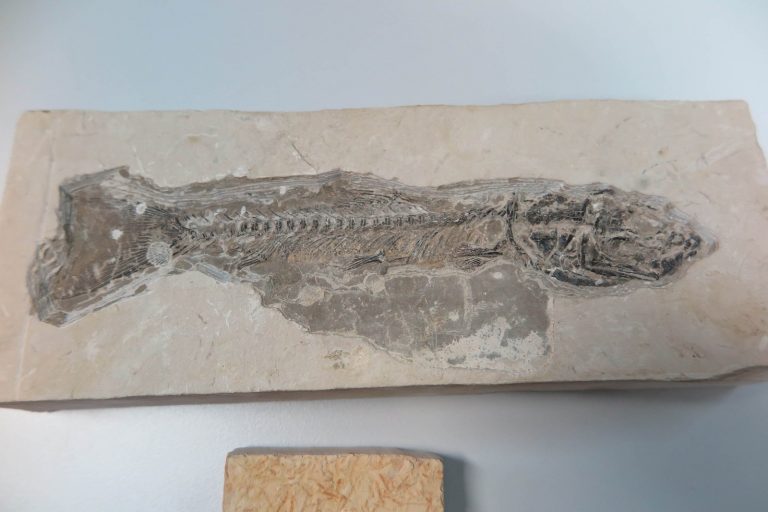 Million-Year-old Fossils are Sold Off Illegally in Brazil’s Ceará State