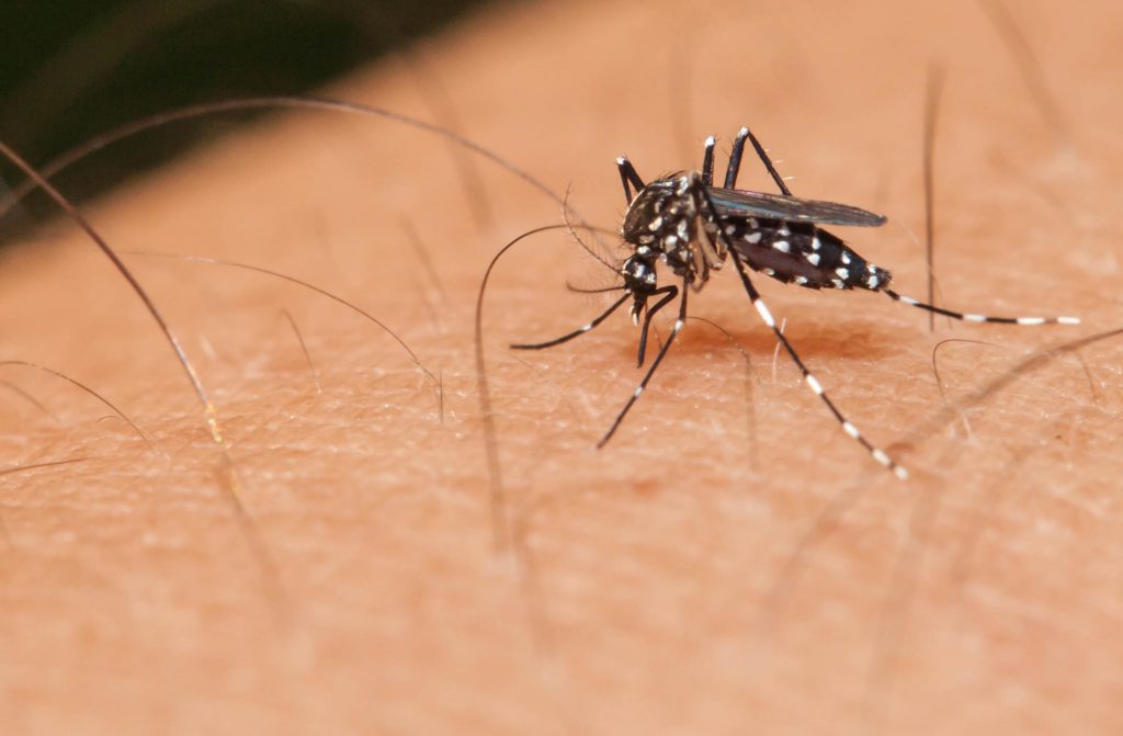The mosquito that transmits the zika virus.