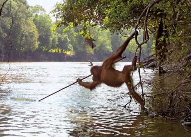 Borneo Orang-utan is Photographed Using a Fishing Spear