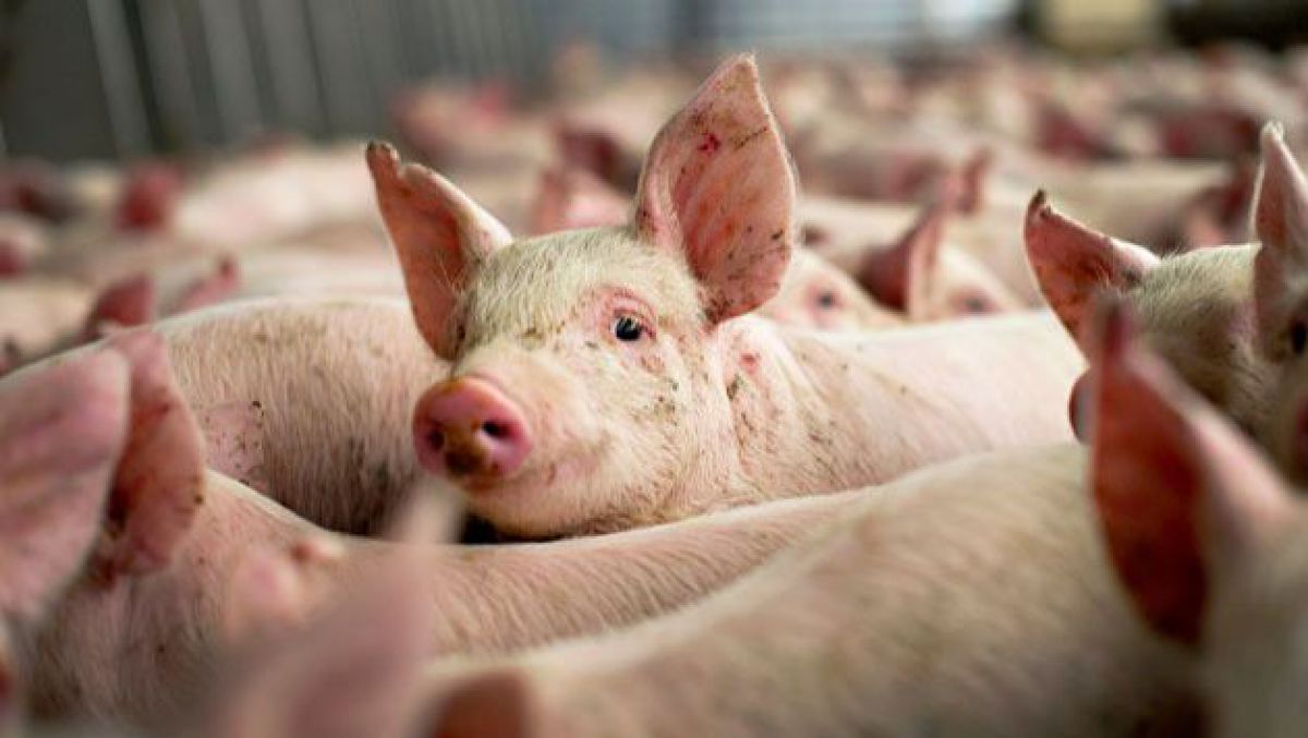 Although small, the town of Entre Rios do Oeste in Paraná State breeds over 150,000 pigs.