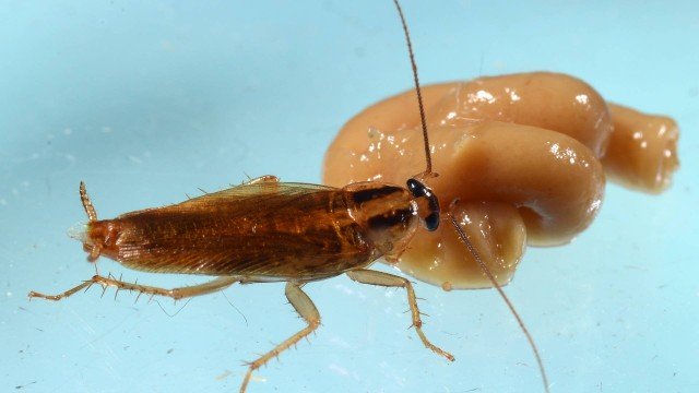 A German cockroach feeds on insecticide in the laboratory responsible for the Purdue University study that determined that cockroaches are gaining resistance to multiple insecticides at the same time Photo: John Obermeyer / Entomologia de Purdue