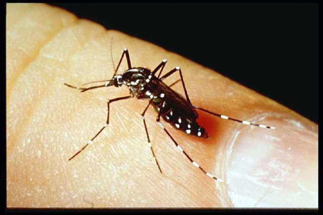 Campinas University Develops Cheap, Biodegradable Formula to Fight Dengue Mosquito