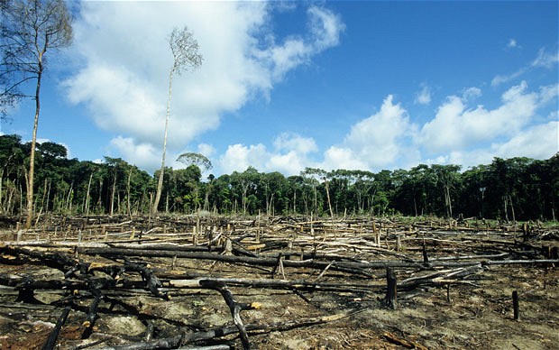 According to the Intergovernmental Panel on Climate Change, 11 percent of annual greenhouse gas emissions are caused by the deforestation of tropical forests.
