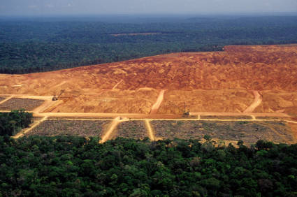 Deforestation in the Amazon in July of this year experienced a 278 percent increase over the same month last year.