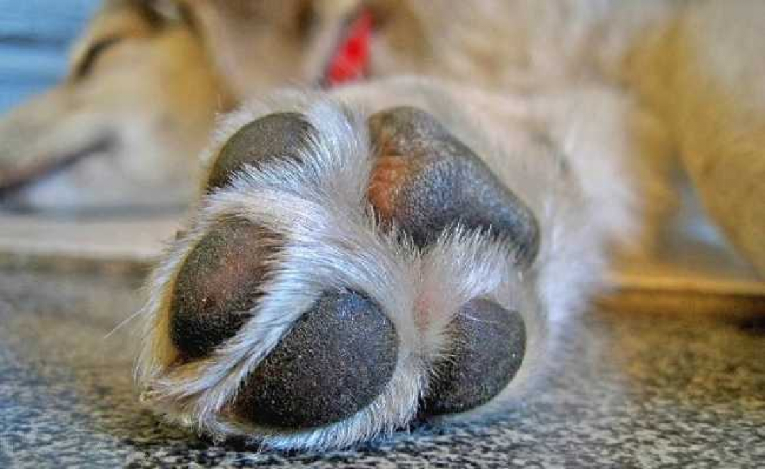 Dog2
