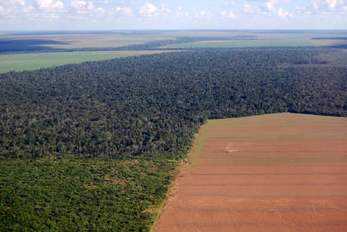 Soy plantations are among the largest destroyers of rainforest.