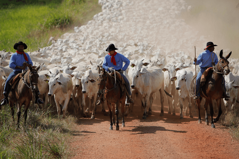 Cattle is one of the most important export goods of the Brazilian agricultural industry.