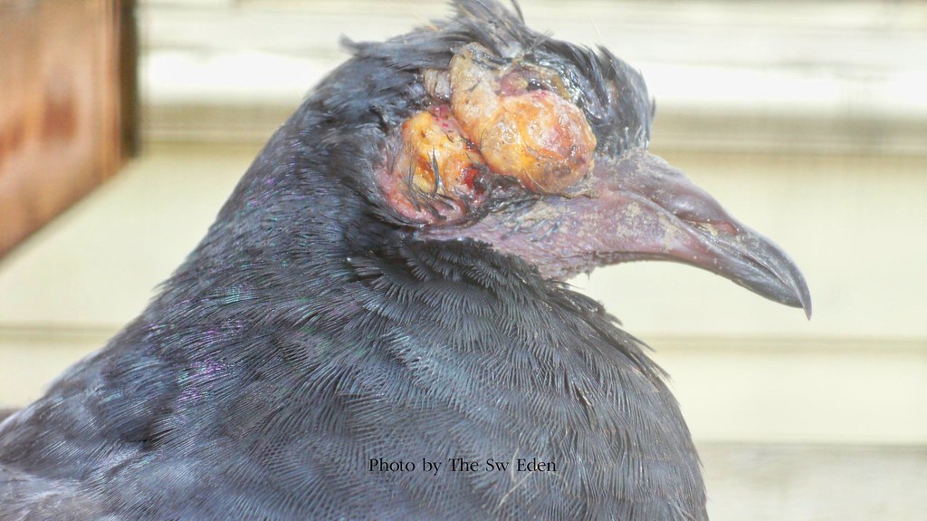 Pigeon
