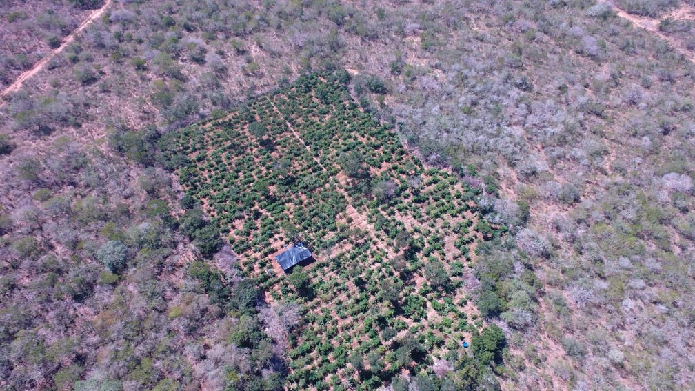 Brazilian Police Find two Major Marijuana Plantations in Just Twenty-four Hours