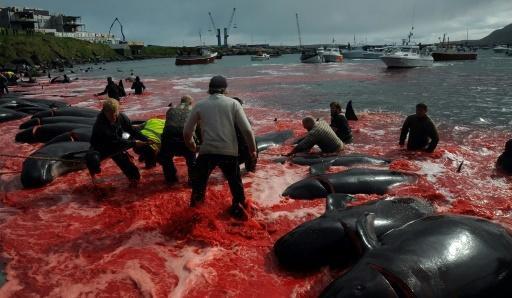 Fake: Video of Whale Hunting Massacre Bolsonaro Posted is not From Norway