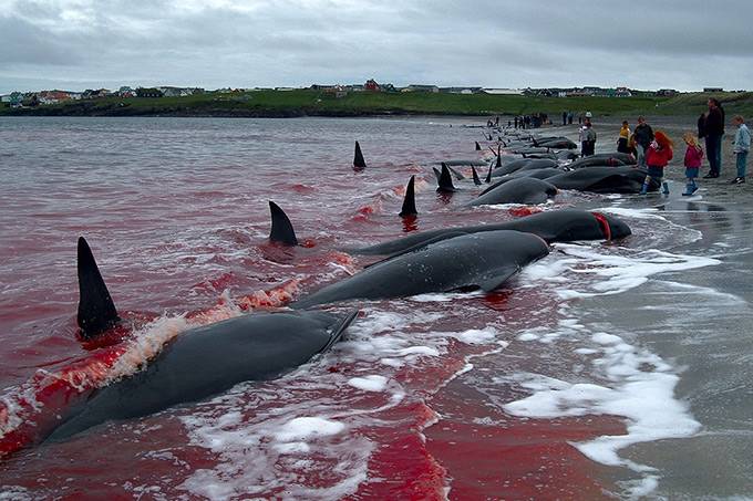The scenes that show hunters trapping whales and attacking them with harpoons originate from traditional practice in the Faroe Islands, an archipelago dependent on Denmark.