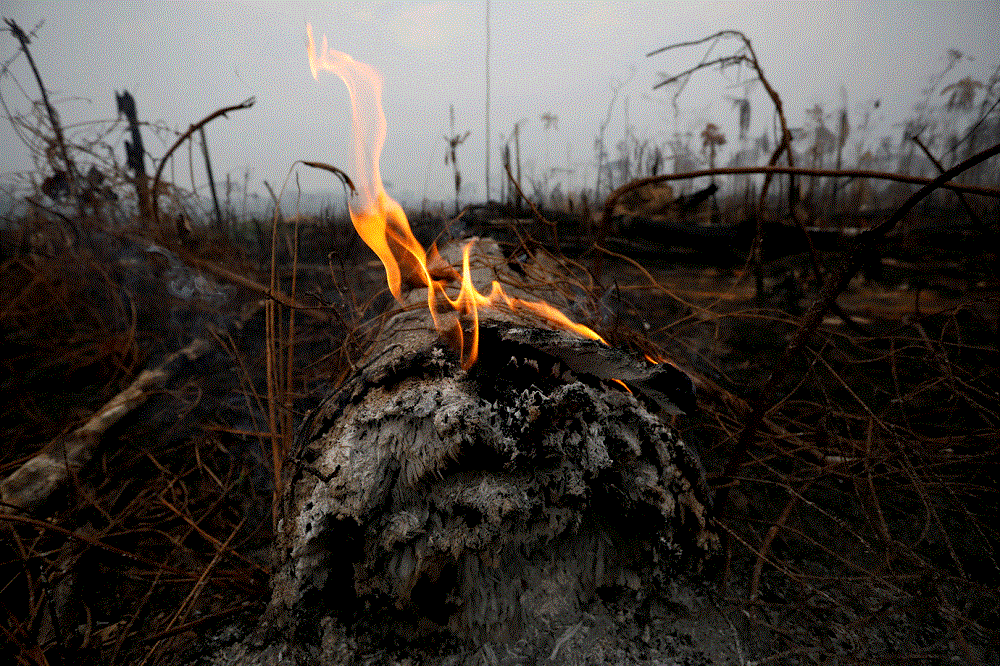 Pará Police Identify Suspects of Starting Fires in the Amazon