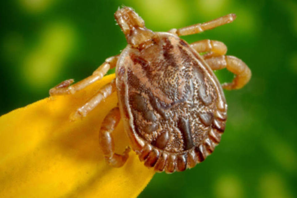 The anticancer properties of the gene-coded protein of the Amblyomma sculptum tick, the scientific name of the star tick, were discovered in the 2000s and had been evidenced in aggressive tumors, such as pancreatic cancer and melanoma.