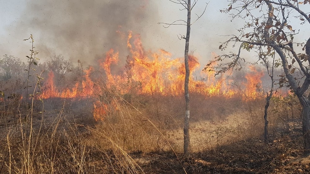 Fires Affect Over 6,000 Hectares in Chapada dos Guimarães