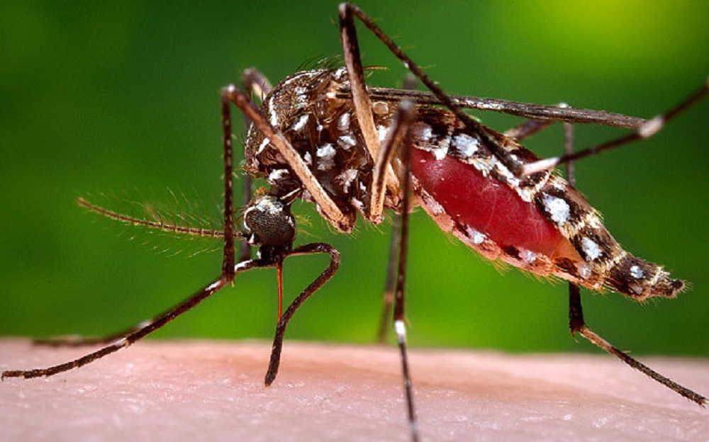 Mutant Mosquitoes, Designed to Combat Dengue and Zika, Were Released in Brazil