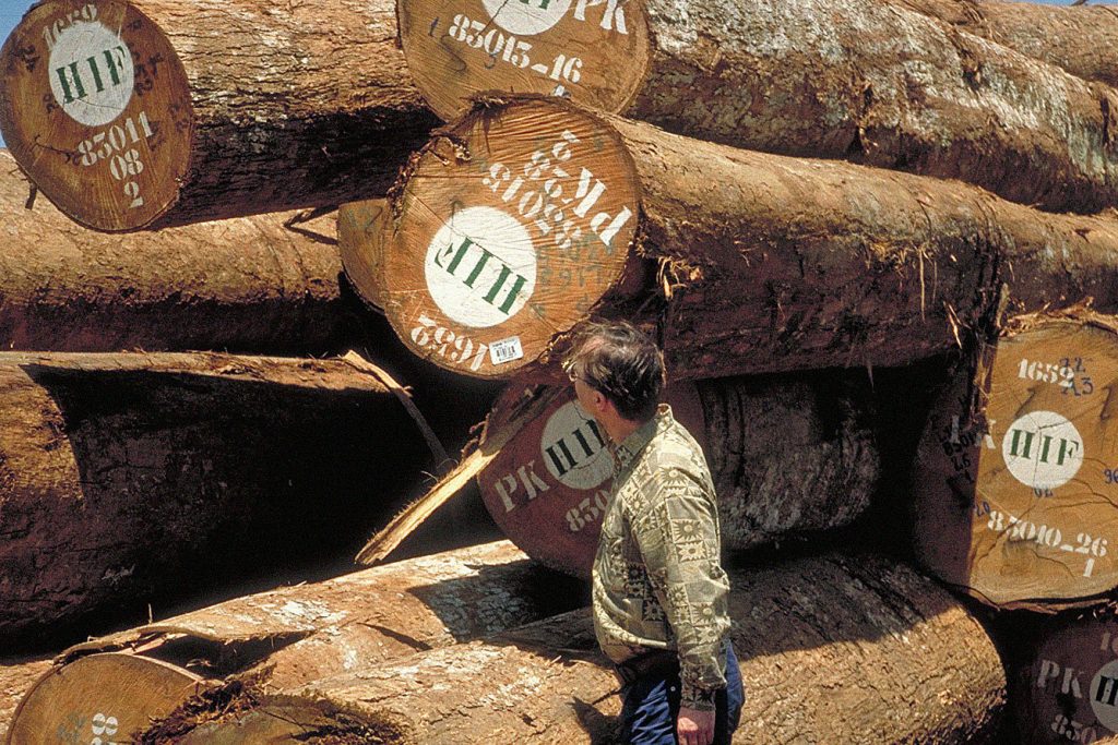 In 1960, the Amazon region contributed as much as three percent to national timber production and in 1990 it was 27 percent. (Photo internet reproduction)
