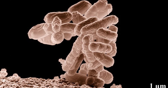 Research at USP Shows Normal Hospital Cleaning Does Not Exterminate All Bacteria
