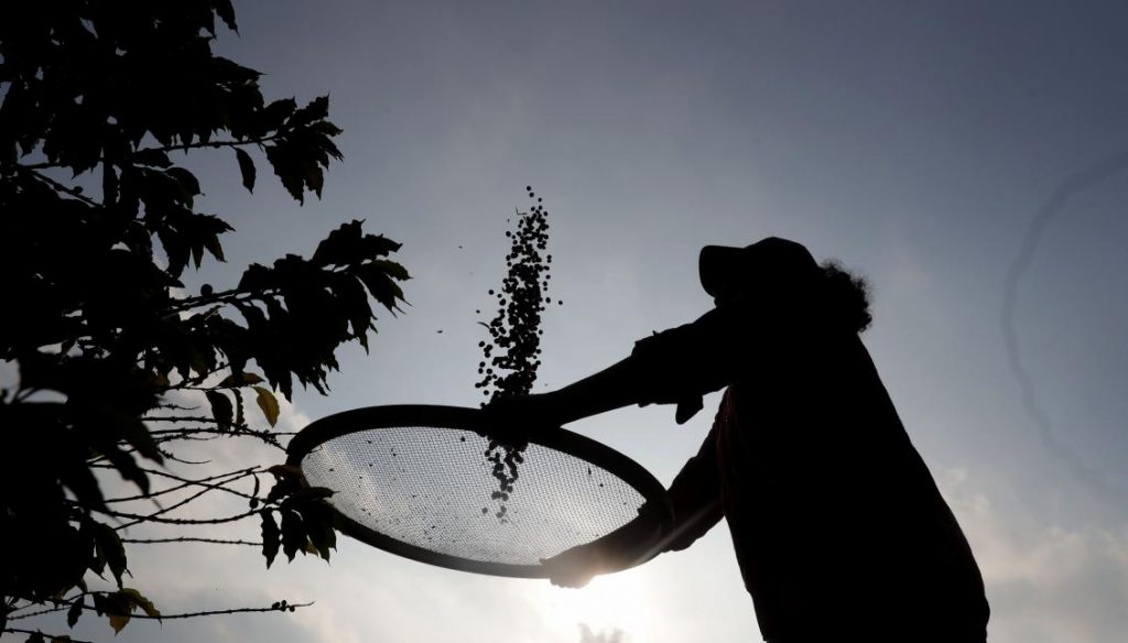 CONAB emphasized that harvest numbers also influenced Brazilian exports, which have also retracted