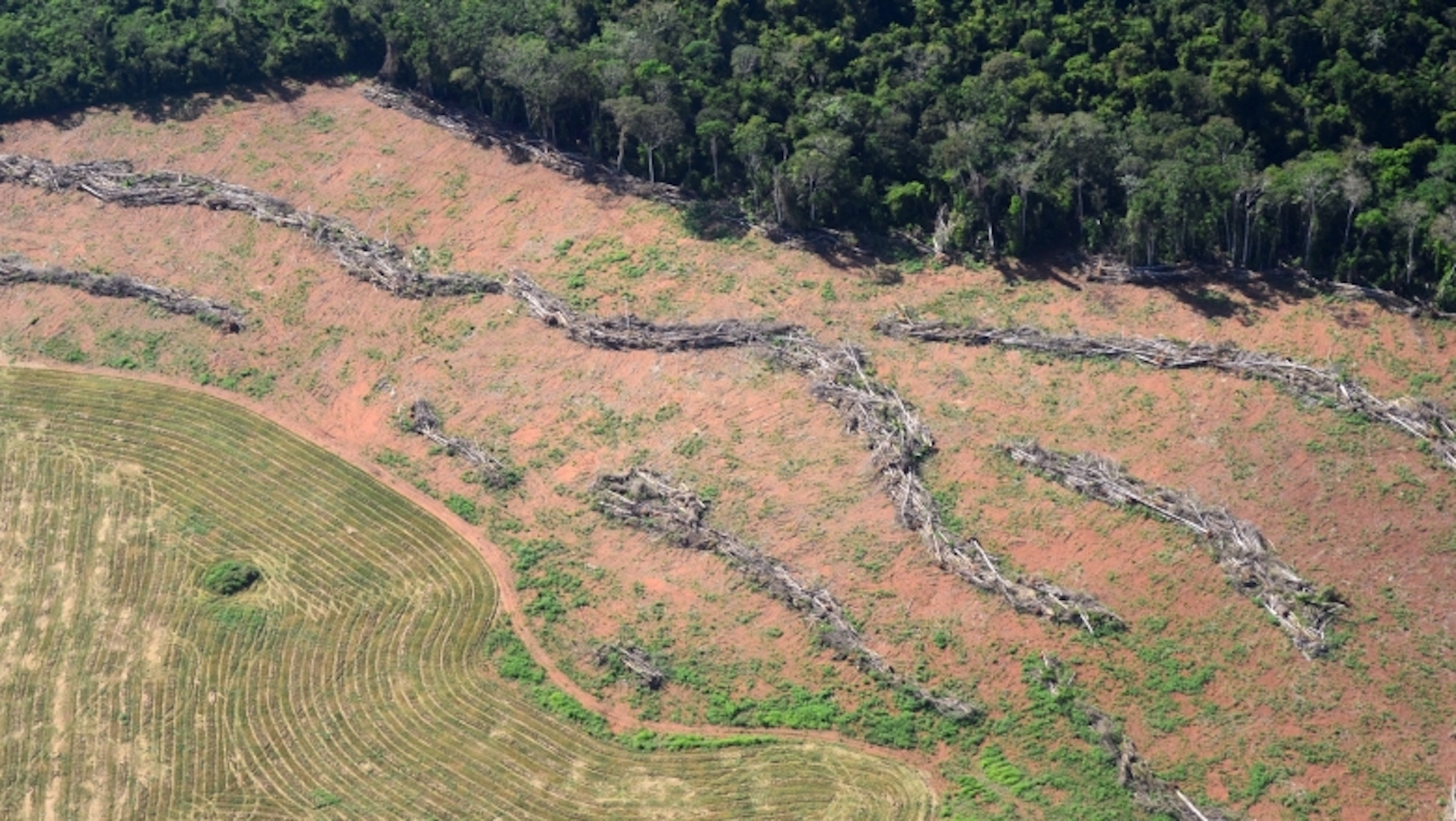Brazil,Deforestation in the Amazon is done to clear land for cattle, grain and lumber