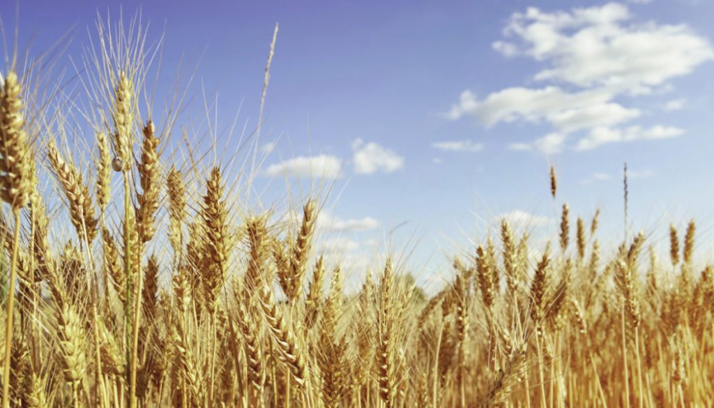 Brazil depends on Argentine wheat – half of the grain consumed domestically is imported from Argentina, currently free of duty and export taxes