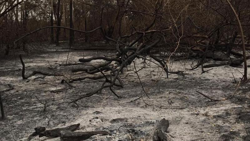 In his statement, the Paraguayan Forestry Institute recalled that the most affected areas are in dry and semi-dry areas, which contributes to a faster spread of fire.