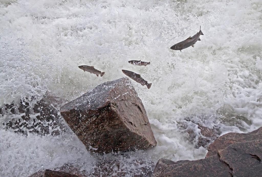 Food production is met with increasingly strict demands, and Salmon Group strives to be ahead of government demands.