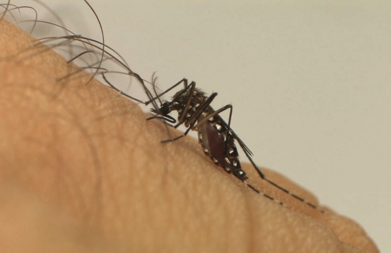Incidence of Dengue in Brazil Increased 600 Percent in One Year