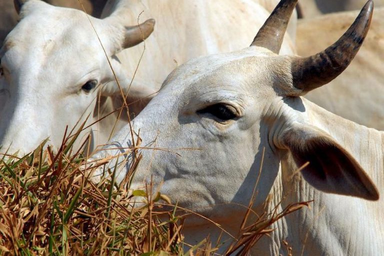 Negotiation Between Brazil and Ecuador for Live Cattle Export Progresses