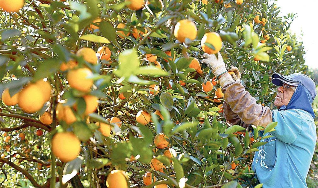 Brazil is the largest global exporter of oranges.