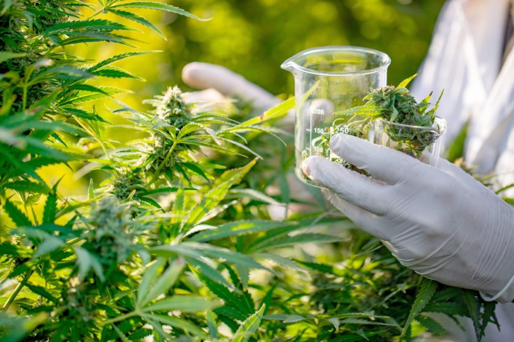 maconha medicinal